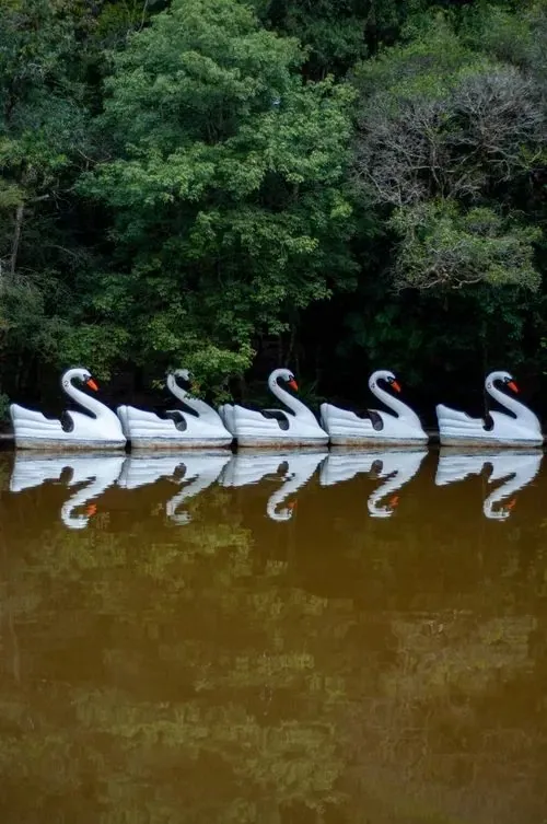 Botes a pedal en forma de cisne en el Lago Negro, rodeado por la vegetación de la sierra gaúcha.